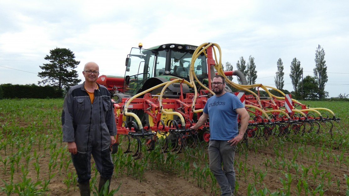 semis de RGI sous maïs
